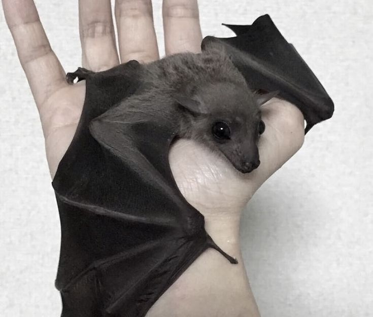 a hand holding a small bat on it's palm