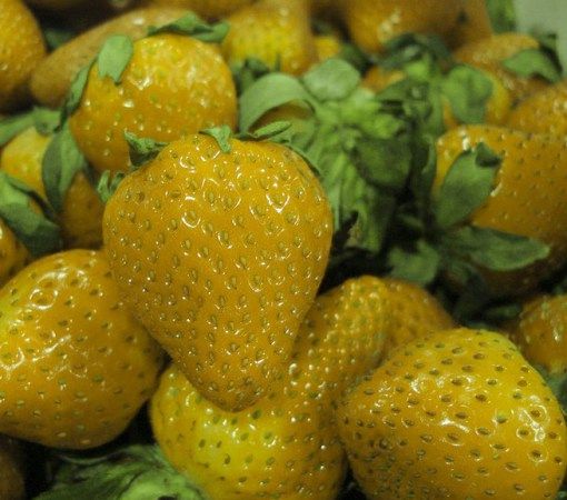 many yellow strawberries with green leaves on the top and bottom, all covered in water droplets