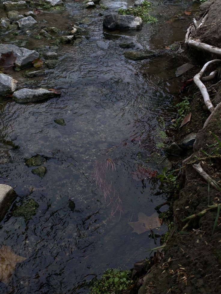 a stream running through a forest filled with lots of rocks