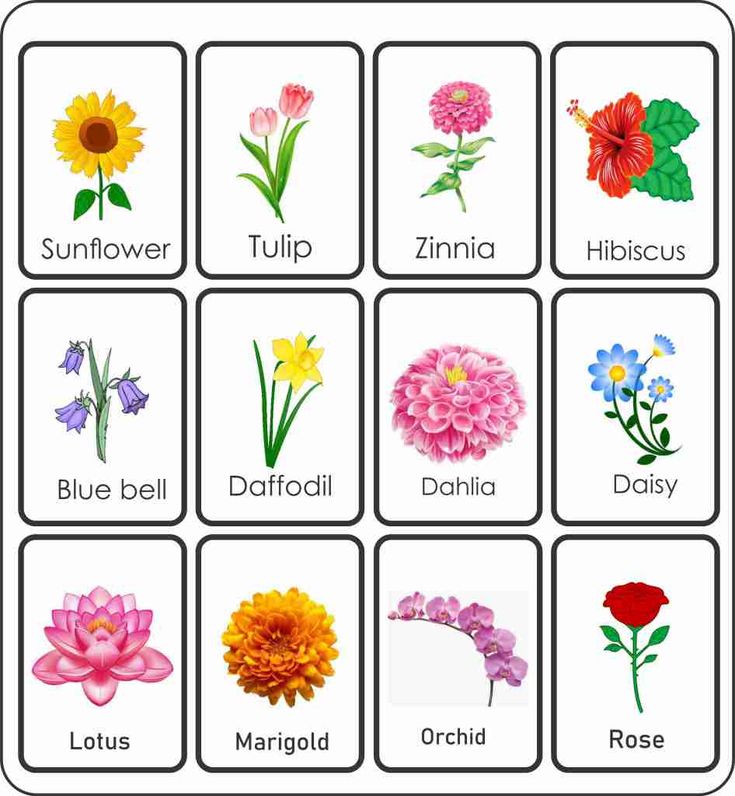 an image of flowers that are in different colors and names on the same page, which includes