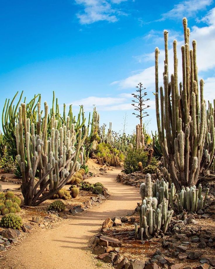 many cactus plants are growing in the desert