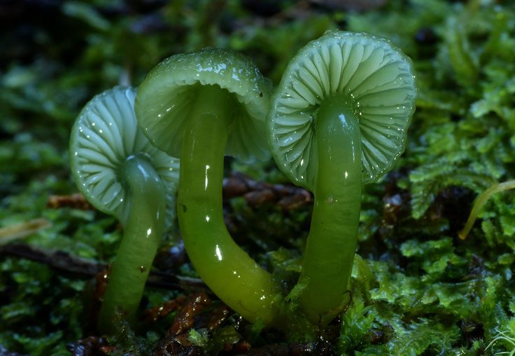 two small green mushrooms sitting on top of moss