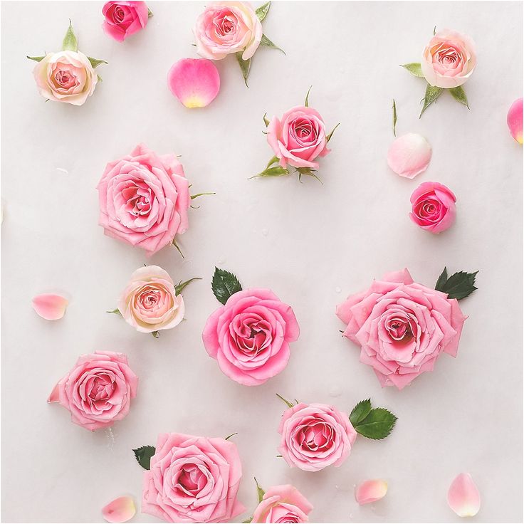 pink roses scattered around a compact mirror on a white surface with leaves and petals surrounding it