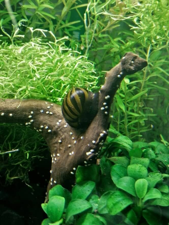 a snail crawling on top of a tree branch in an aquarium filled with green plants