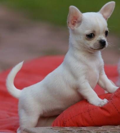 a small white dog standing on top of a red pillow