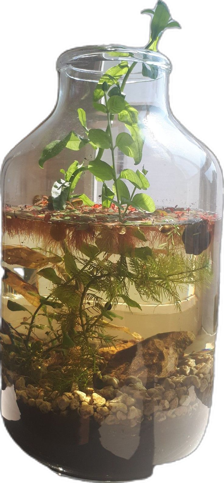 a glass vase filled with plants and rocks