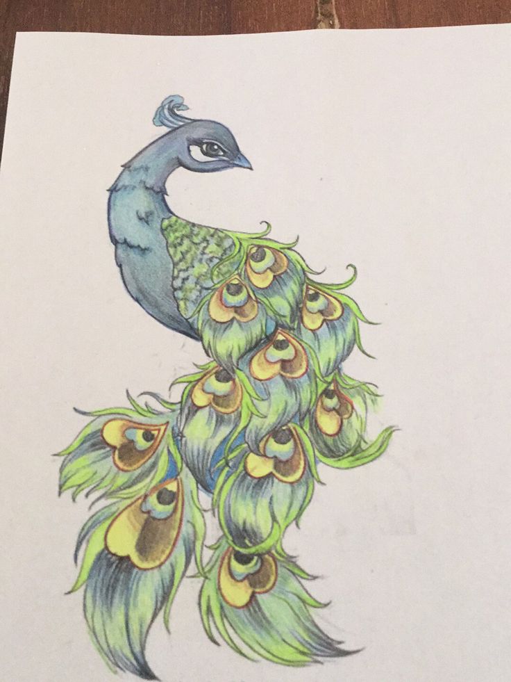 a drawing of a peacock sitting on top of a piece of paper