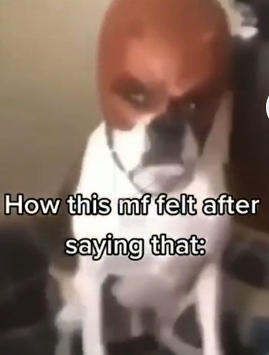 a dog sitting on top of a chair next to a computer desk with the caption how this mf felt after saying that