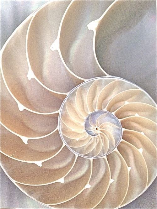 an image of a shell that looks like it is in the middle of its shell