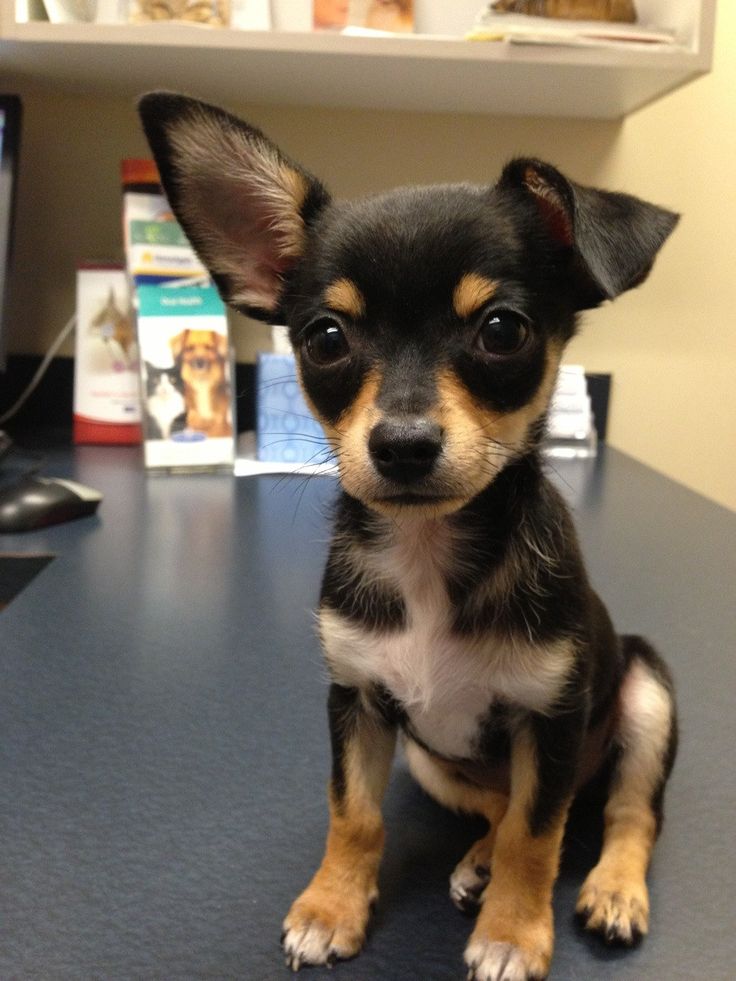 a small black and brown dog sitting on top of a desk