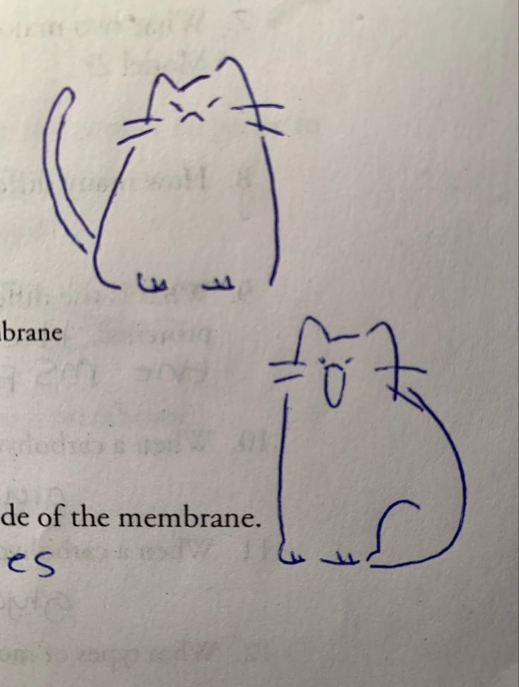 two drawings of cats with words written on them