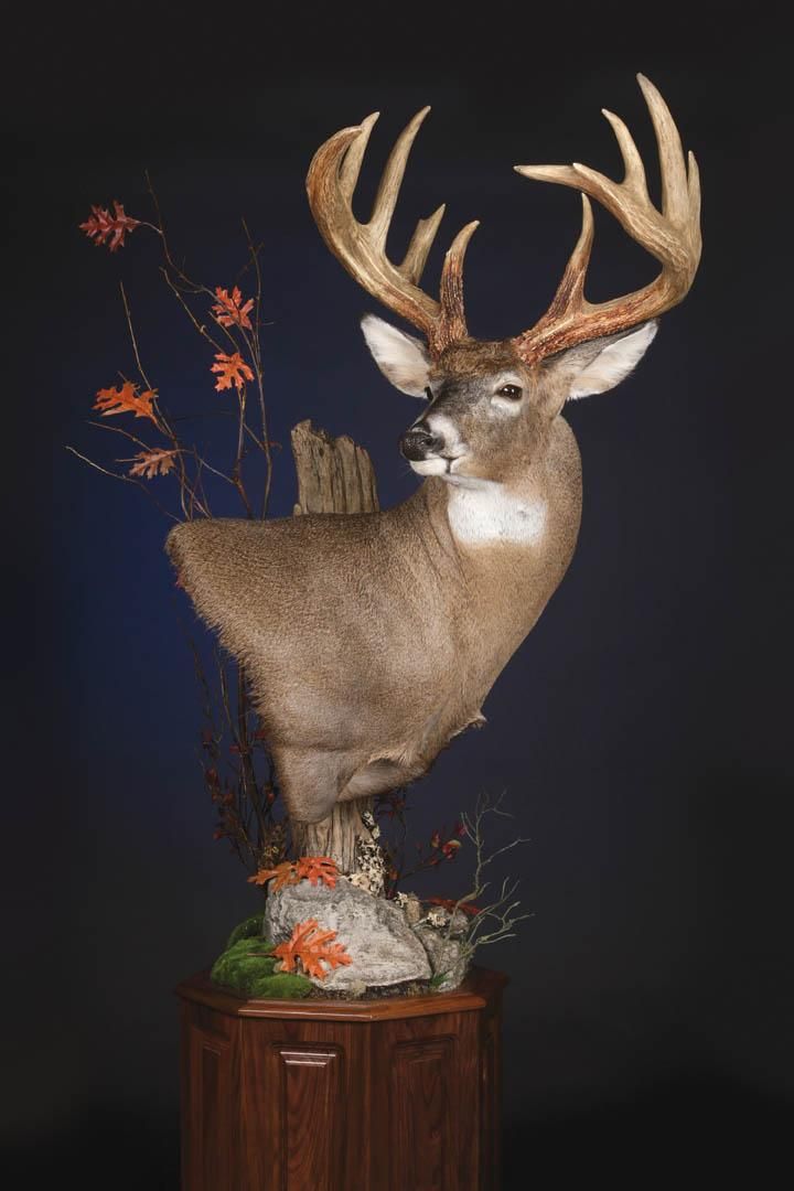 a taxidermy sculpture of a deer with antlers on it's head