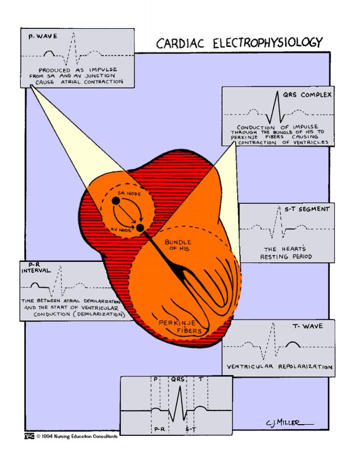 an orange heart with the words cardiolc electrophasyology written below it