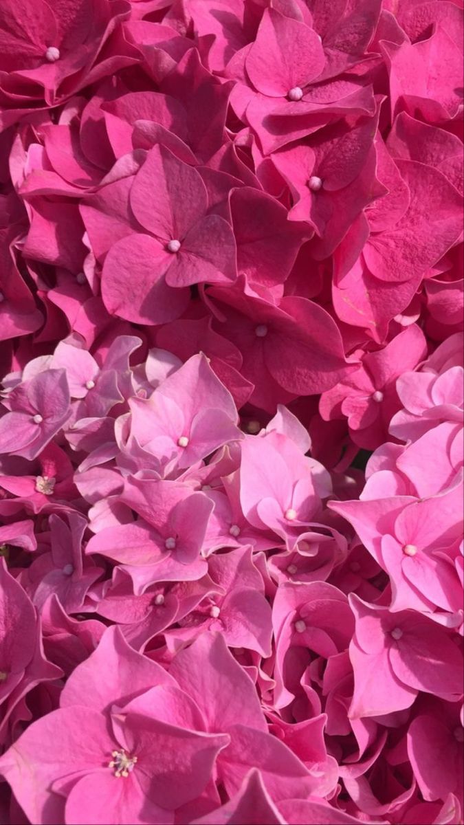 Image of loads of pink flowers 🌸 Pink Flowers Background, Pink Flowers Wallpaper, Pink Inspiration, Pink Texture, Pink Vibes, Iphone Wallpaper Girly, Pink Themes, Pink Wallpaper Iphone, Flowers Pink