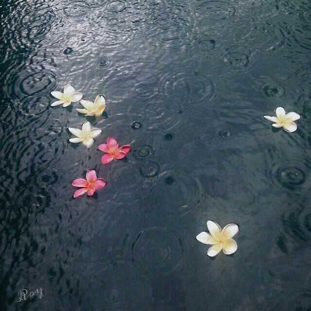 three white and pink flowers floating on top of a body of water with raindrops