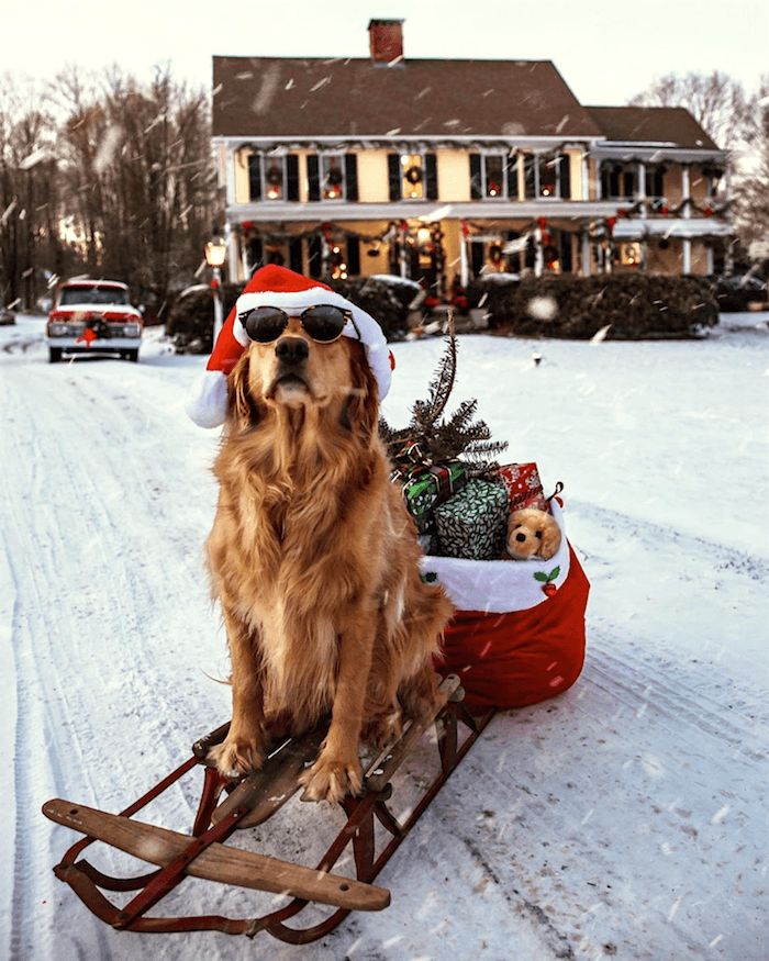 a dog wearing sunglasses sitting on top of a sleigh in front of a house