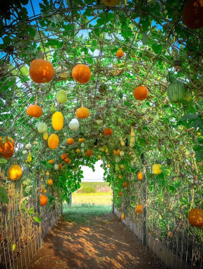 an orange tree with lots of fruit hanging from it's branches in the sun