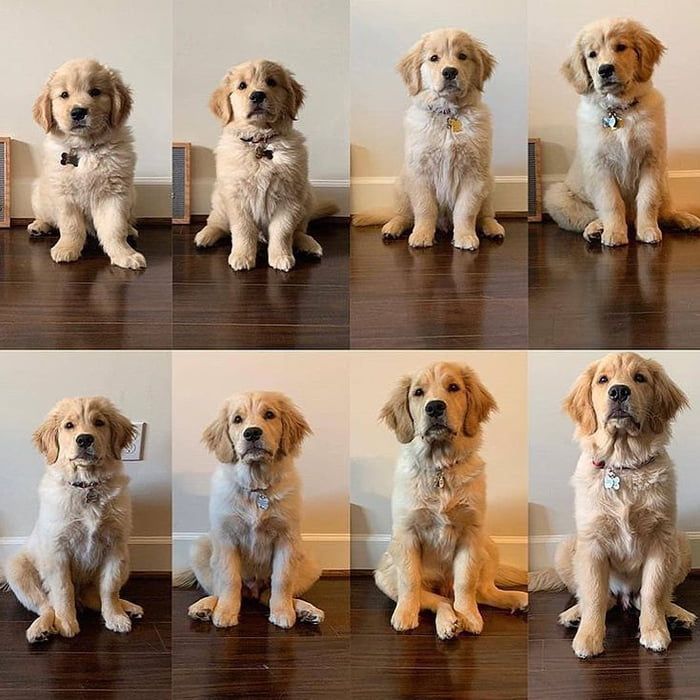 six different pictures of dogs sitting on the floor