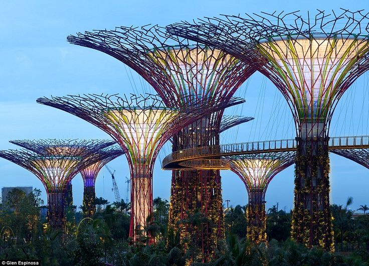 the giant trees are lit up at night