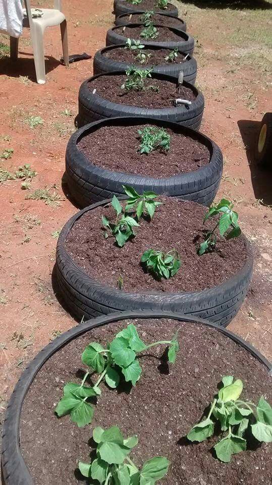 a row of tires filled with dirt and plants