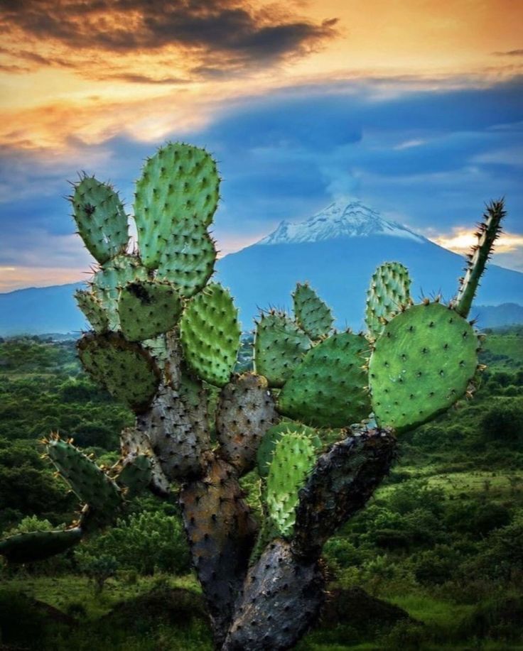 a large cactus in the middle of a field with a mountain in the background at sunset