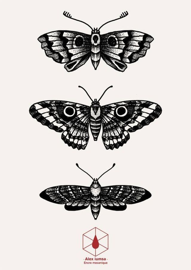 three moths are shown in black and white