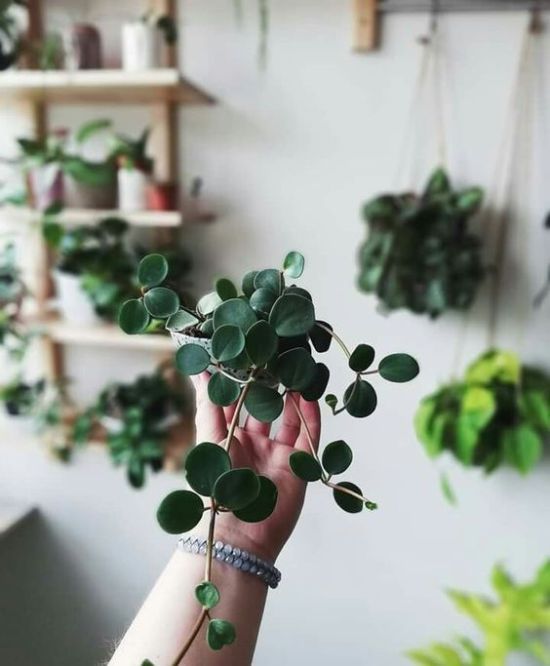 a person holding up a plant in their hand