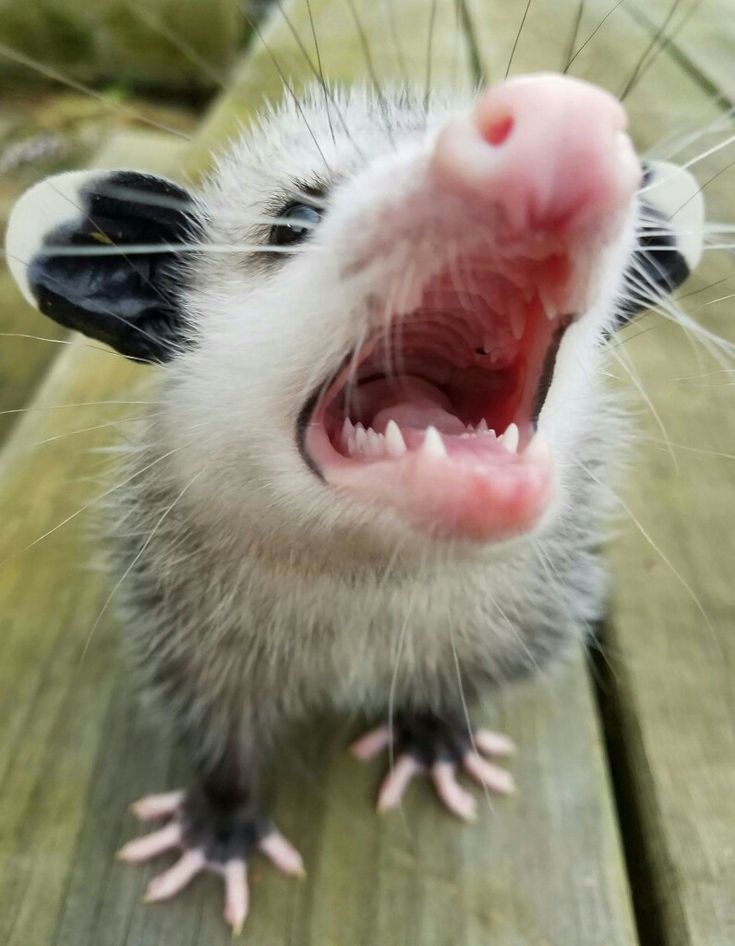 an animal with its mouth open and it's tongue out on a wooden surface