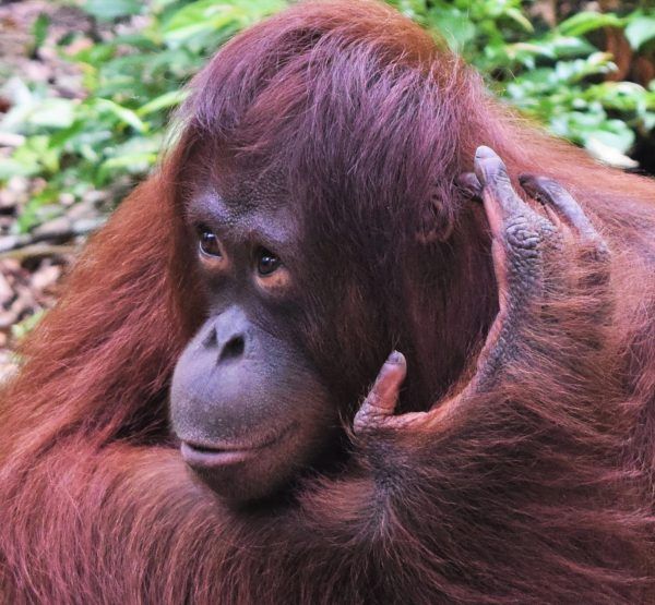 an adult oranguel holding the back of its baby