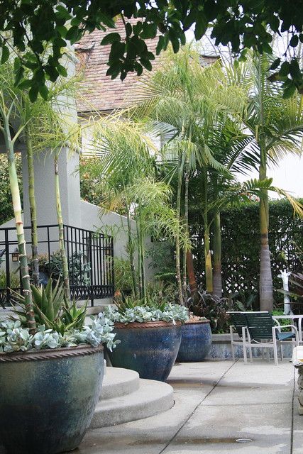 several large potted plants in front of a building with trees and chairs around them