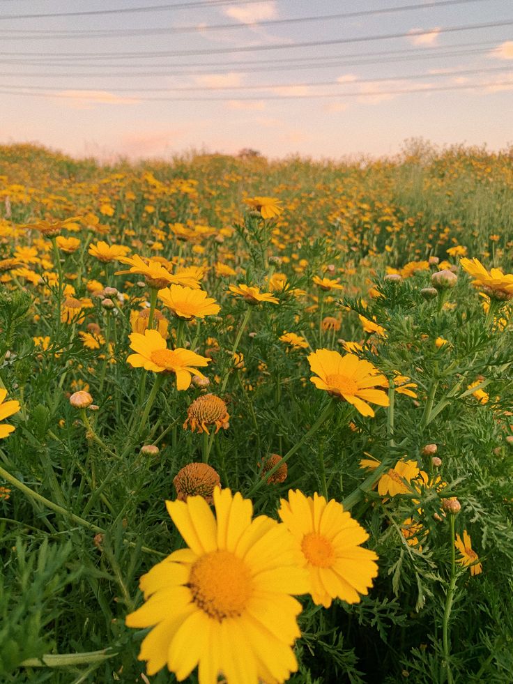 a field full of yellow flowers with power lines in the background