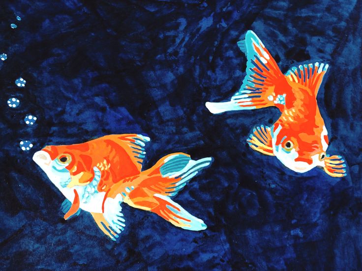 two goldfish swimming in the blue water