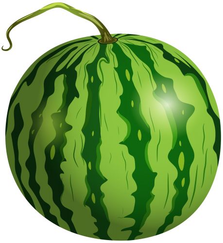 a large green watermelon on a white background with clippings to the side