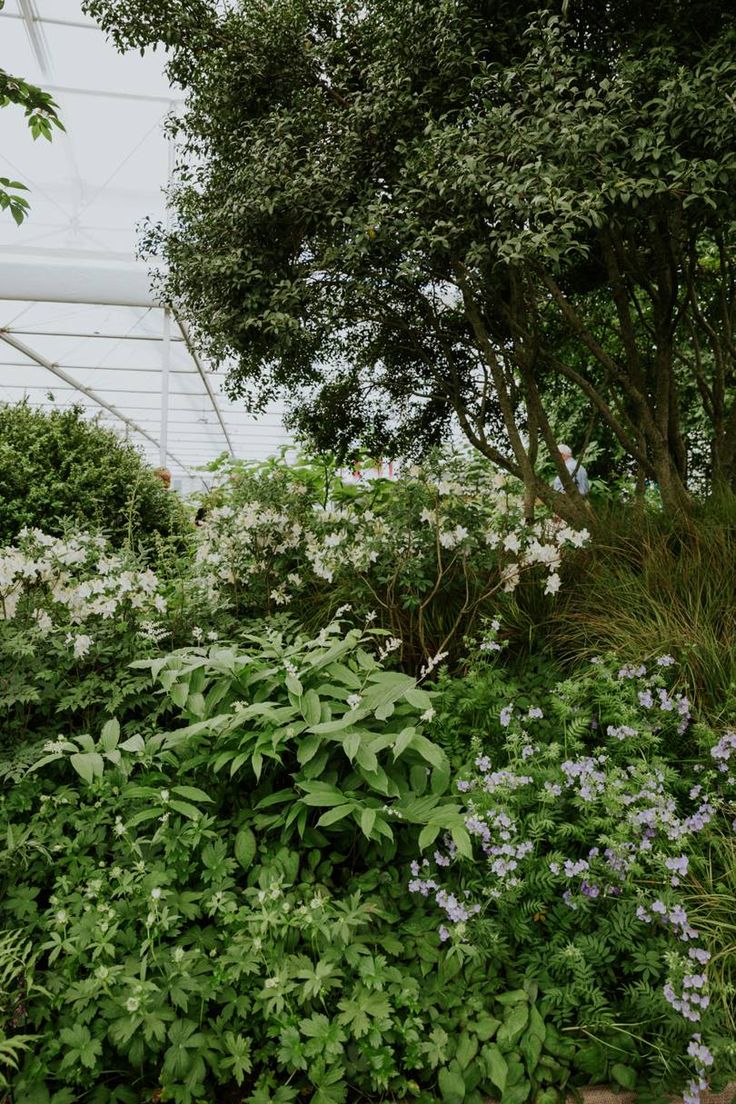 the garden is full of plants and flowers