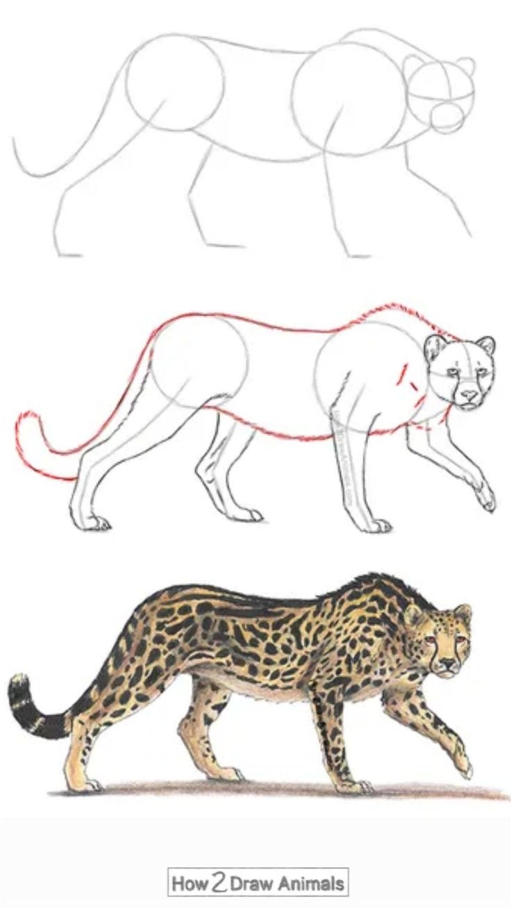 how to draw a cheetah and leopard step by step drawing instructions for kids