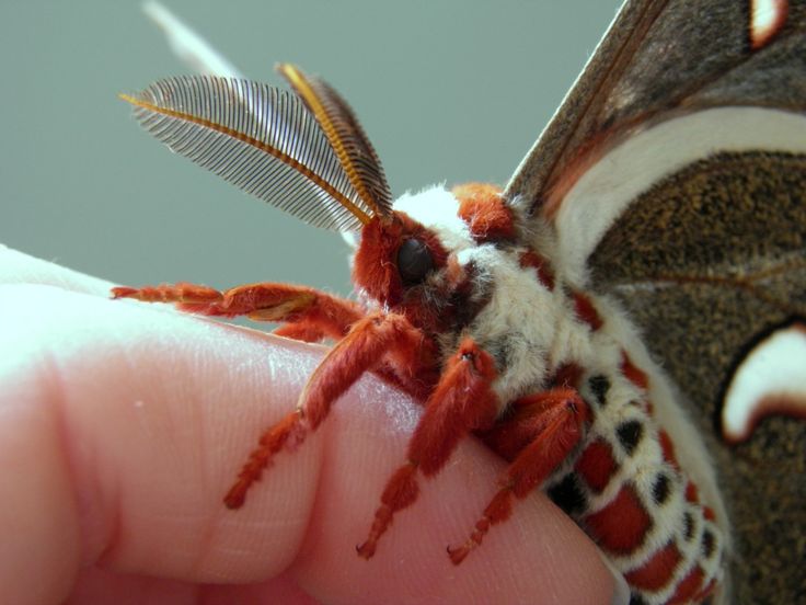 a close up of a person holding a small moth in their hand with the wings extended