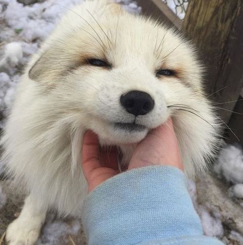 a person is petting a white dog outside in the snow with it's mouth open