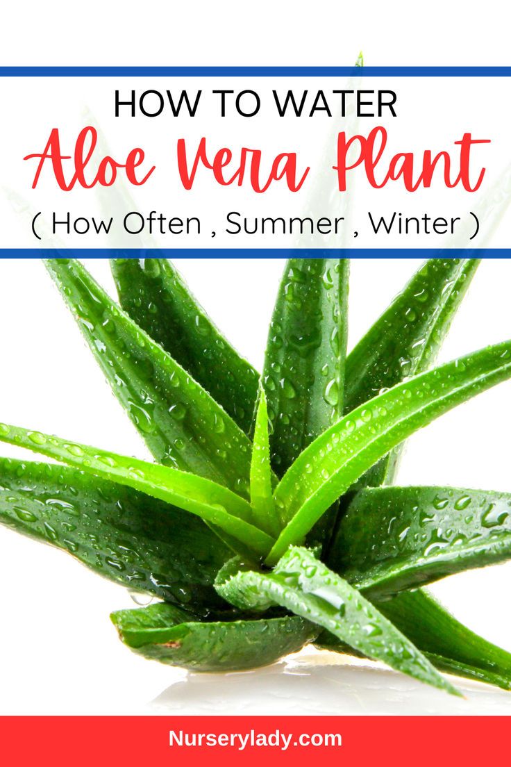 aloe vera plant with text overlay reading how to water aloe vera plant