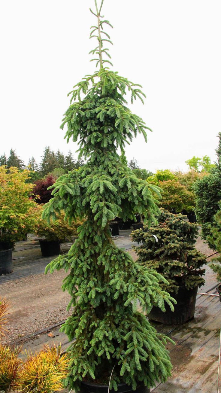 several potted plants in the middle of a garden