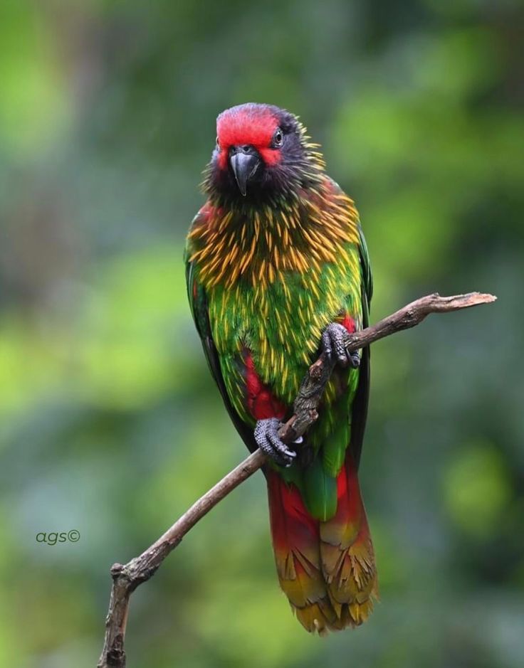 a colorful bird sitting on top of a tree branch