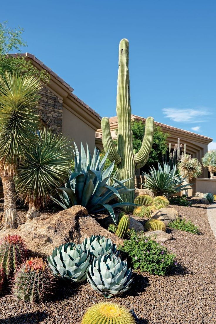 a cactus garden in front of a house with rocks and cacti on the ground