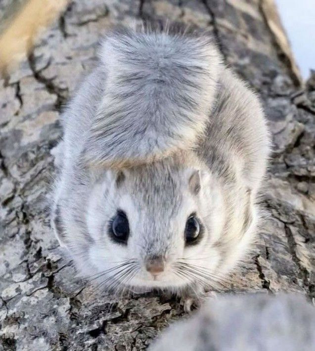 a small gray and white animal sitting on top of a tree