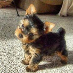 a small black and brown dog standing on top of a carpet