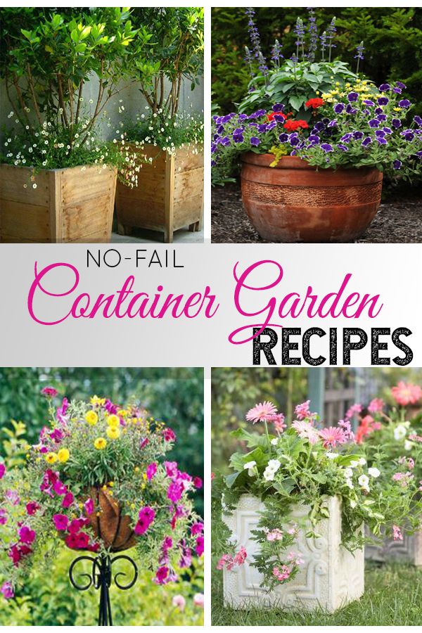 no fail container garden recipes that are easy to make and great for any type of planter