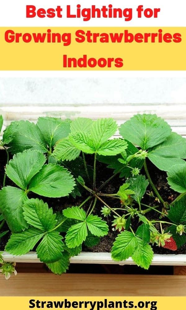 the best lighting for growing strawberries indoors is an easy way to grow strawberries