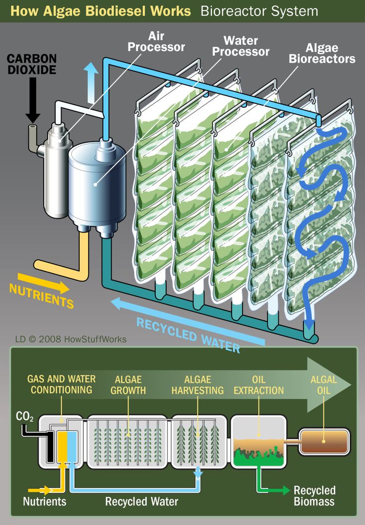 how algae biodiesel works in the water and other things that can be used to make