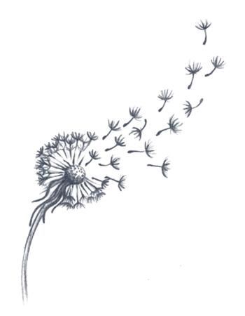 a drawing of a dandelion blowing in the wind