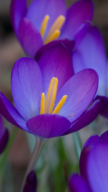 purple flowers with yellow stamens in the middle