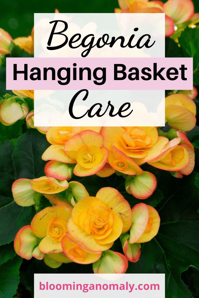 How to Grow Begonias Indoors Begonia Hanging Basket Ideas, Begonia Hanging Basket, Weeping Begonia, Begonias In Pots, Pagoda Flower, Marigolds In Garden, Begonia Plant, Flower Tips, Backyard Flowers Garden