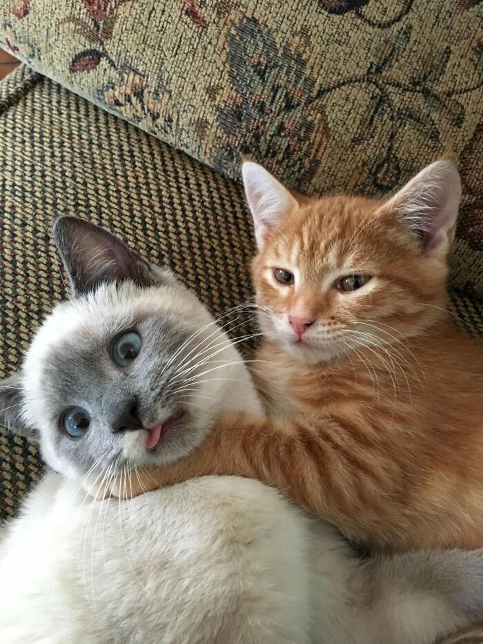 an orange and white cat laying next to a gray and white cat on a couch